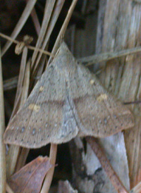Speckled Renia